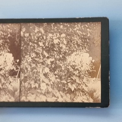 Edwardian Stereoview um 1905 Echtfoto naturkundliche Studie einer Anenomblume