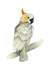Yellow Crested Cockatoo Wildlife Print from an Original Watercolour Painting