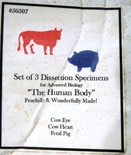 3 Dissection Specimens Use w/The Human Body Fearfully  Wonderfully Made Text