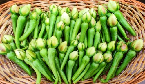 10 Graines Clove Beans (Green), Mookuthi avarai, Ipomoea Muricata seeds - Photo 1/5