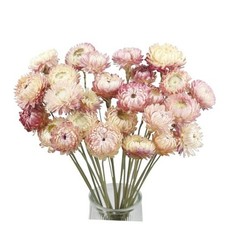 20 Pcs Natural Dried Daisy Flowers Bouquet Dried Flower Pink Pink-bouquet