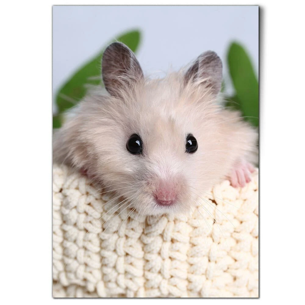 Hamster syrian satin sales