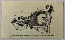 1880 magazine engraving ~ MUSCLES AND NERVES CONNECTED WITH THE EYE diagram