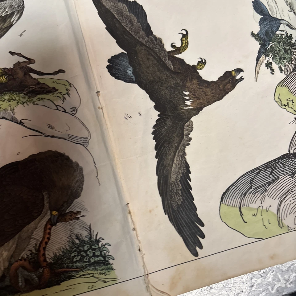 Lote de 6 impresiones de naturaleza coloreadas a mano libro Tearouts Foto 4 de 4