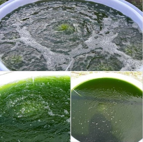 Daphnia Magna Eggs Excellent Live Food for Fish Betta Guppy Fish Aquarium 1 Caps - 第 6/13 張圖片