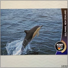 Dolphins NZ Postcard (P1032)