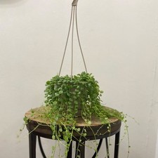 LIVE 4.5 inch hanging pot String of Turtles, Peperomia Prostrata,