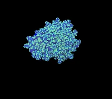 WYSIWYG Bicolor Frogspawn Live LPS Frag Coral Saltwater Reef Aquarium