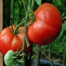 120+ Seeds Burpee's Big Boy Tomato Seeds ----------- NON GMO --- FRESH