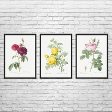 Rose Botanical Art Prints Set of 3 Poster, Canvas or Framed Rose Art Cafe Decor