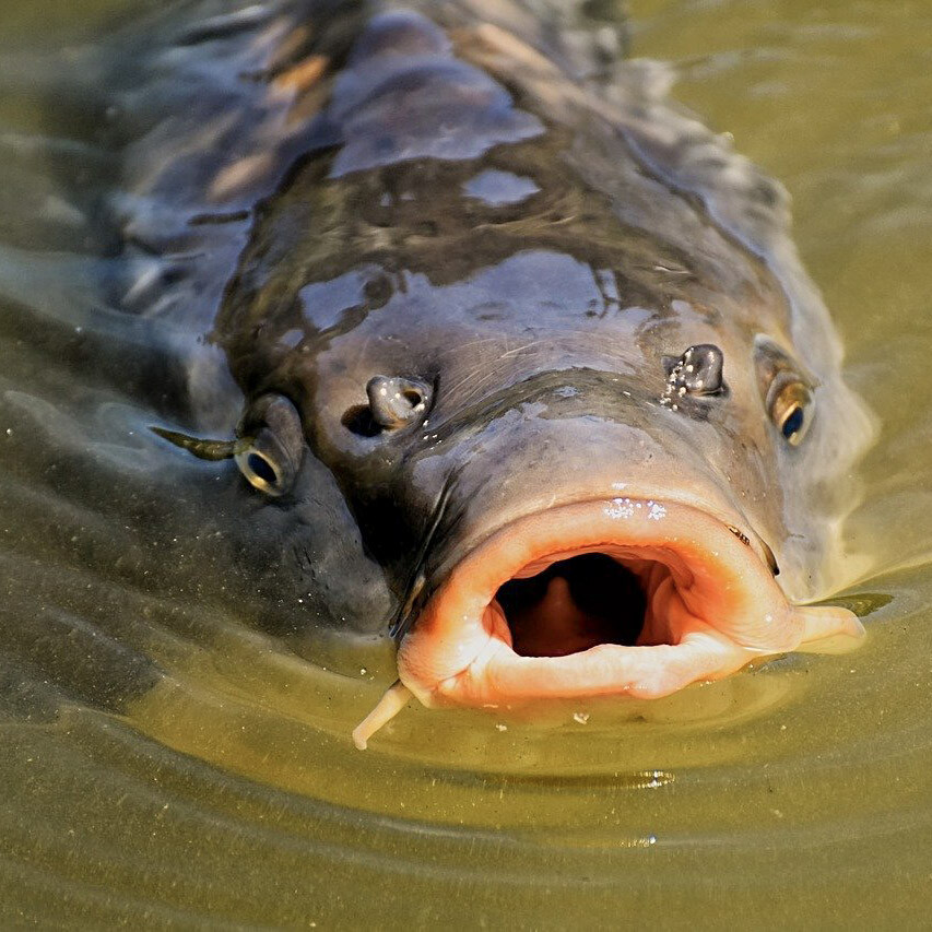 ESP Chod Rig Leaders 1m Camo Brown » Fiskegrej tilbud ⇒ Finde de bedste