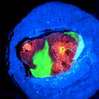 Corals of Eden ~ WYSIWYG Live Coral Frag ~ Bejeweled Favia Coral ~ LPS SPS — photo 3