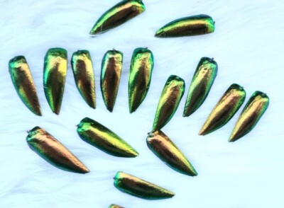 100 pcs. Green Gold Orange Jewel Beetle Elytra Sternocera Insect Wings