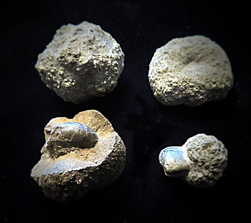 Pyritized Fossils- Rare- Gastropod, Brachiopod- Two Nodules- Alden, NY