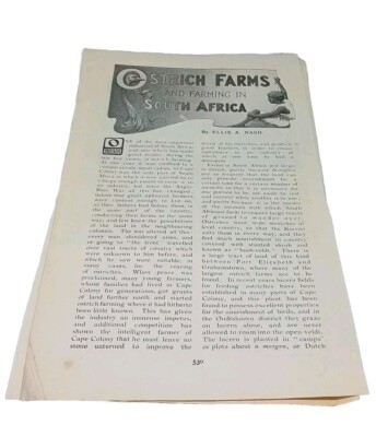 Straußenzucht in Südafrika seltene antike Zeitschrift Artikel Illustration 1908