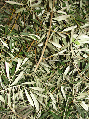 1500+Fresh Organic Olive Leaves: Detox,Cleanse&,Strengthen Immune,fight diseases