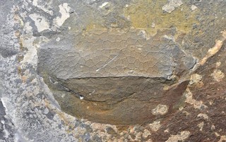 SUBLIME Tuzoia sp. Bivalved Arthropod! Huayuan Biota Lower Cambrian