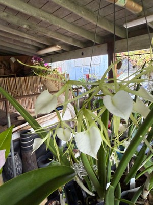 B. Little Stars nodosa x cordata (fragrant) Lady of the Night orchid