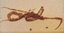 Rare Scorpion, Fossil insect inclusion in Burmese Amber