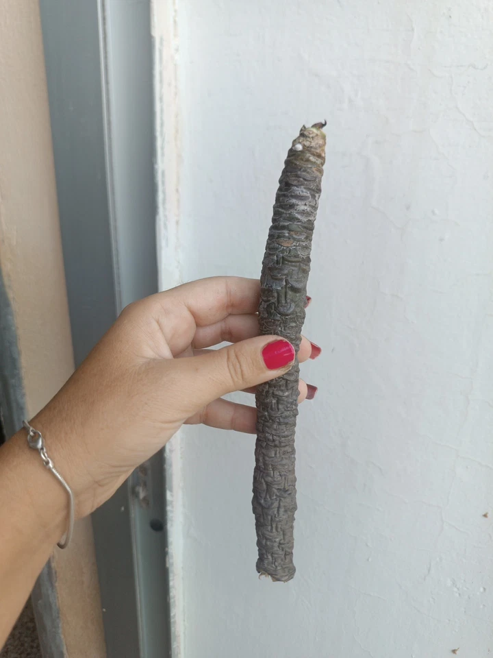 Plumeria Naranja  Tallo Sin Raíz - Imagen 2 de 2