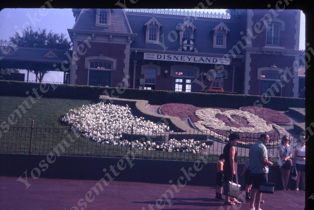 SL98 Original Slide 1970's Disneyland Mikey Mouse flower bed 517a