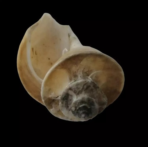 Shell THATCHERIA MIRABILIS China 93,5 mm # VERY LARGE - Picture 4 of 4