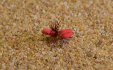 Moscas de pesca secas antiterrestres de espuma roja de 1 doz - ganchos de firma mostaza