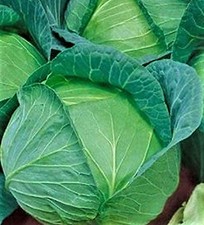 Late Flat Dutch Cabbage Seeds 200+ SEEDS NON-GMO--BUY 4 ITEMS FREE SHIPPING