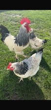 6X Light Sussex Chicken Eggs