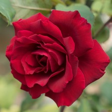 Rose 'James' Rose ' Established Plant in 3-4 Litre Pot