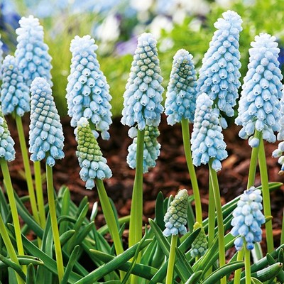 Muscari Zwiebeln Blumen Traubenhyazinthe Neglectum Baby's Breath 10 St.