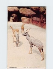 Postcard Lesser Kudu St. Louis Zoo St. Louis Missouri USA