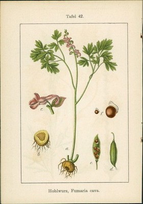 Lithographie: Hohlwurz, Fumaria cava. 1. Wau, Reseda luteola. 2. Gelbe Reseda, R
