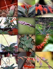 FLOWERING GASTERIA MIX rare living stones exotic cactus succulents seed 10 seeds