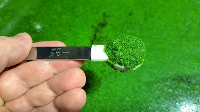 1 Tsp LIVE Wolffia globosa - World's Smallest Plant