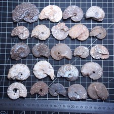 23 pcs Ammonite Agatized Chalcedony Fossil Ammonite Cretaceous