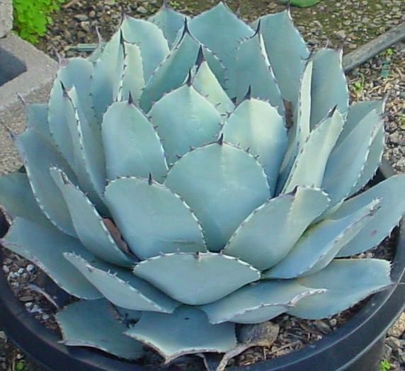 Agave Parryi - Stunning Parry's Agave - 10 Fresh Seeds - UK Hardy