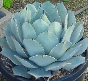 Agave parryi