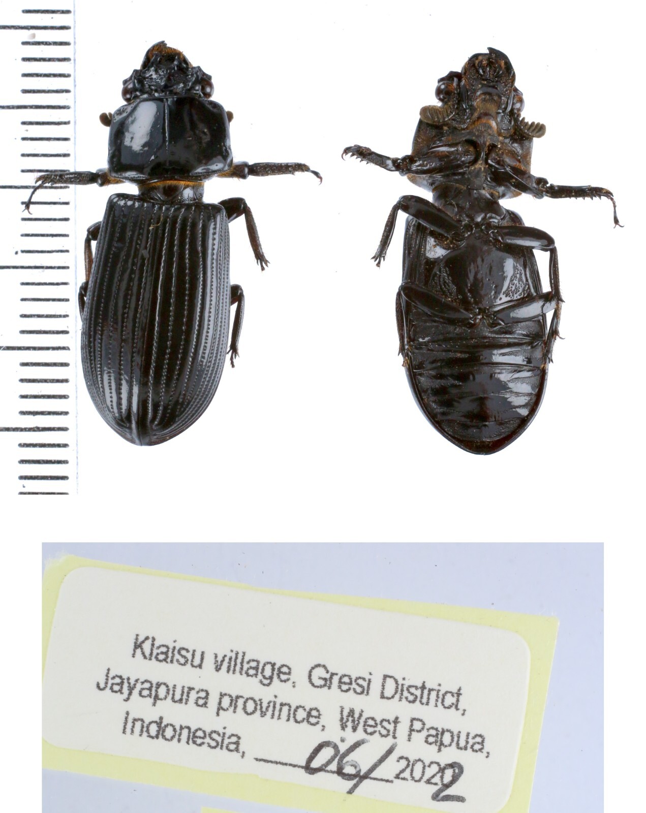 Passalidae different species from different island of Indonesia and Papua MIX - Picture 18 of 26