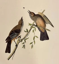Audubon Jay's Flycatcher Plate 59 Birds Of America 1st Ed Royal Octavo