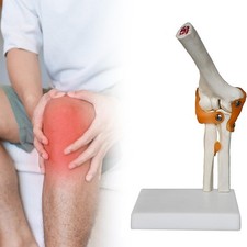 Modèle squelettique de modèle de squelette conjoint du coude humain, robuste,