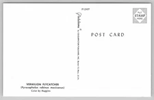 Vermilion Flycatcher Bird Postcard by Pastichrome Colourpicture