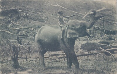 Ceylon Colombo working elephant 1910s PC