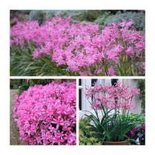 Nerine Bowdenii Flower Bulbs. Bowden Lily.Delicate & Pretty Pink Summer Flowers.
