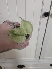 Scindapsus Blue Sky *ROOTED STARTER* GROWERS CHOICE