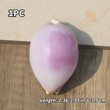 1pc Natural Sea Snail Purple White Seashell Specimen Collectible 6-7.5CM