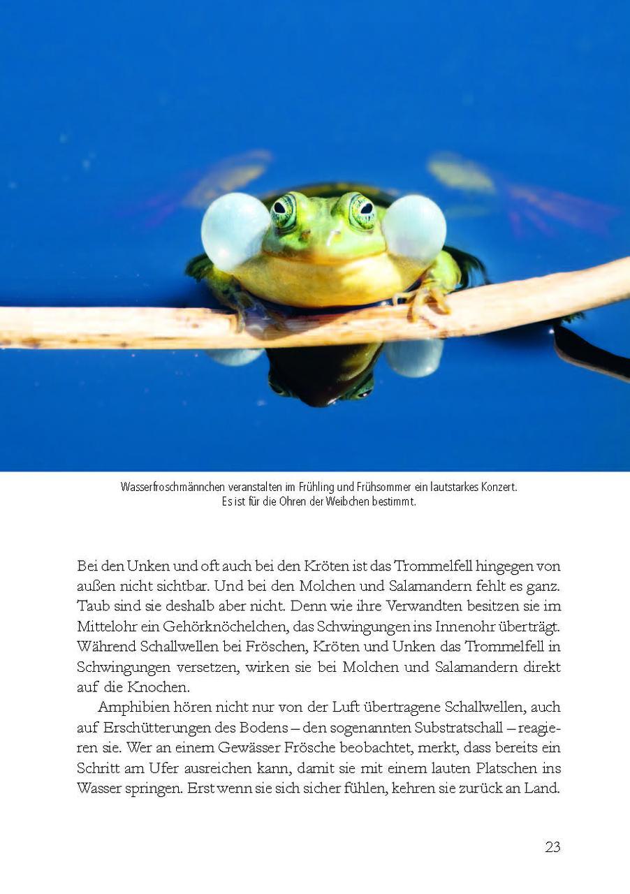 Thumbnail - Wunderwelt Heimische Amphibien Farina Graßmann