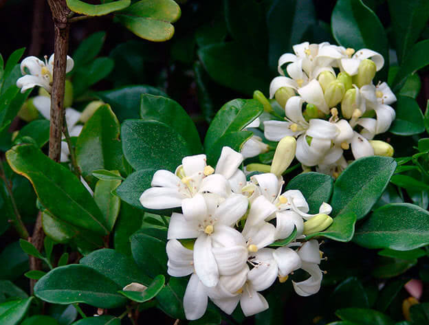 Murraya paniculata, Orange Jasmine, Fragrant Flowers - 5 to 50 Sementes