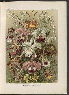 Ernst Haeckel Orchids Vintage 1904 Botanical Illustration Reprint Wall Art
