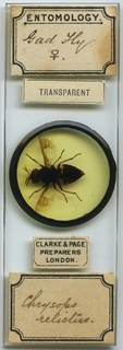 Antique Microscope Slide Clarke & Page Whole Gadfly Female science insect